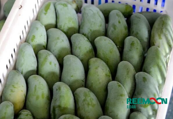 田東芒果是著名的熱帶水果，具有“熱帶果王”之美稱(chēng)，田東縣土地肥沃、光熱充足、雨熱同季,是芒果栽培適宜的地區(qū)。田東縣百冠品牌的百色芒果，是廣西的著名商標(biāo)。百色市百冠芒果生態(tài)谷種植面積達(dá)2.1萬(wàn)畝，芒果產(chǎn)量大，隨著我國(guó)經(jīng)濟(jì)形勢(shì)越來(lái)越好，人工費(fèi)用逐年增加以及當(dāng)?shù)貏趧?dòng)力日漸短缺，芒果采后處理問(wèn)題越來(lái)越突出，依靠