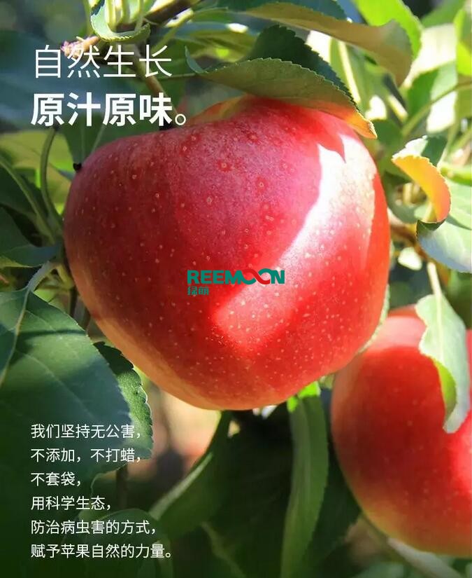昭通蘋果：依靠短根莖種植和數(shù)字分揀技術(shù)帶動蘋果產(chǎn)業(yè)標準化在推動蘋果產(chǎn)業(yè)發(fā)展的過程中，昭通始終把加強企業(yè)領(lǐng)導(dǎo)力作為一個有力的切入點。為此，引進陜西海生、SDIC中路、一寶、華師天農(nóng)等30多家企業(yè)，打造冷鏈物流市場，對蘋果進行深加工，建立物聯(lián)網(wǎng)和大數(shù)據(jù)聯(lián)合應(yīng)用平臺，追蹤蘋果生產(chǎn)全過程。已成為華南地區(qū)最