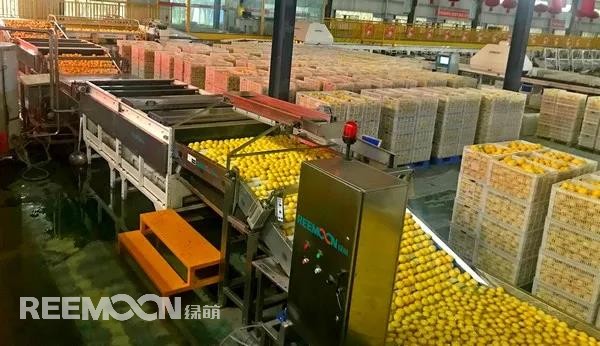 新一季的檸檬于九月中旬上市，采摘季將持續(xù)到十二月底結(jié)束。今年檸檬的品質(zhì)比往年更好，但產(chǎn)量較降低了近40%。王國(guó)龍是重慶匯達(dá)檸檬科技集團(tuán)有限公司的銷售經(jīng)理，他首先介紹了產(chǎn)地方面的情況，“一方面，受低溫霜凍和春旱天氣影響，部分果樹(shù)被凍。另一方面，疫情之下，一些基地的管理水平跟不上，這也導(dǎo)致本季產(chǎn)量有所降低。