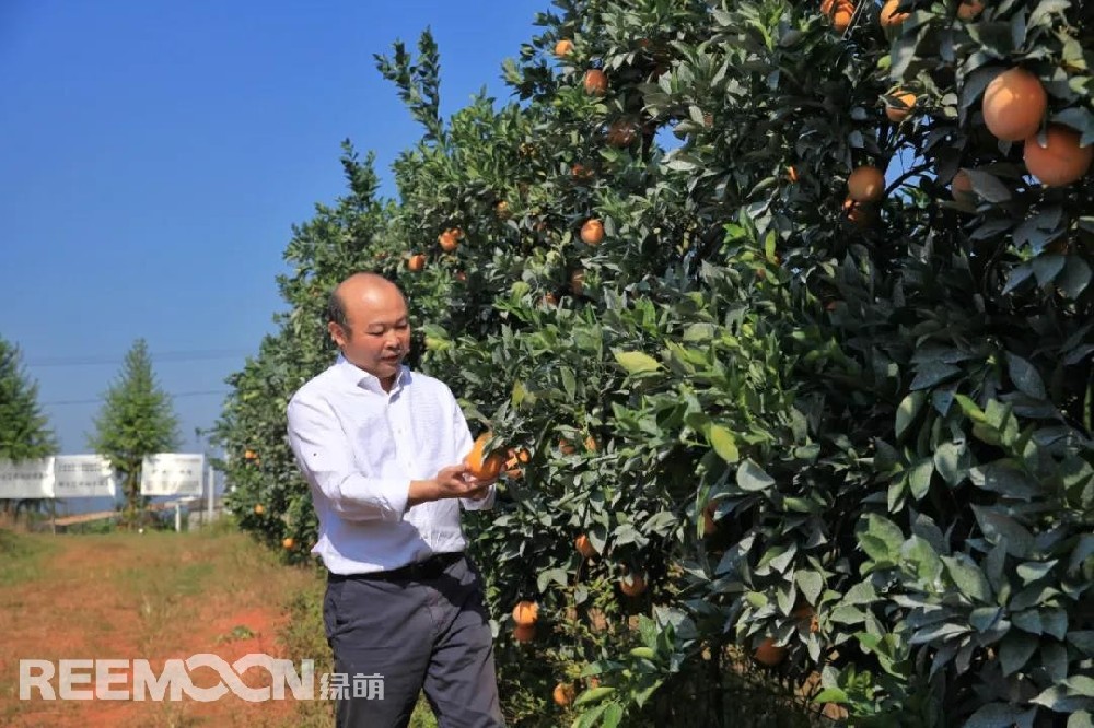 江西綠萌科技控股有限公司董事長(zhǎng)朱壹我是第3次造訪綠萌位于江西省信豐縣大阿鎮(zhèn)的現(xiàn)代農(nóng)業(yè)科技示范基地。與前幾次來的時(shí)間不同，這趟過來恰逢果實(shí)成熟期。我們品嘗了幾個(gè)品種，口感都非常好。尤其是我最愛的“雞尾葡萄柚”，糖度普遍在13%以上，風(fēng)味令人記憶深刻?！艾F(xiàn)在除了臍橙和‘雞尾葡萄柚’，還有其他適合的品種