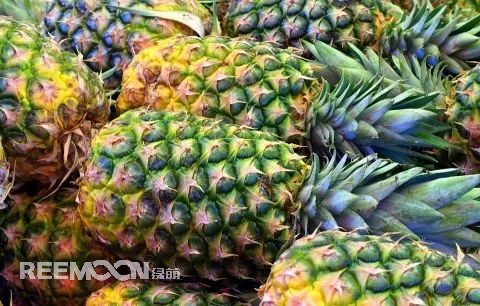 即將到來的3-5月是菠蘿大量成熟的季節(jié)，但是本月中旬已有幾十家采購(gòu)商應(yīng)邀前往徐聞考察，帶動(dòng)起一波菠蘿采購(gòu)潮。2月12日，徐聞縣向全球采購(gòu)商發(fā)出《來自“菠蘿的海”的信》引發(fā)熱烈反響。十多家境內(nèi)外媒體紛紛轉(zhuǎn)發(fā)點(diǎn)贊，不少外地采購(gòu)商“搶鮮”登門。短短3天時(shí)間，已經(jīng)有來自遼寧、山東、山西、陜西、四川、河南、上海等地的