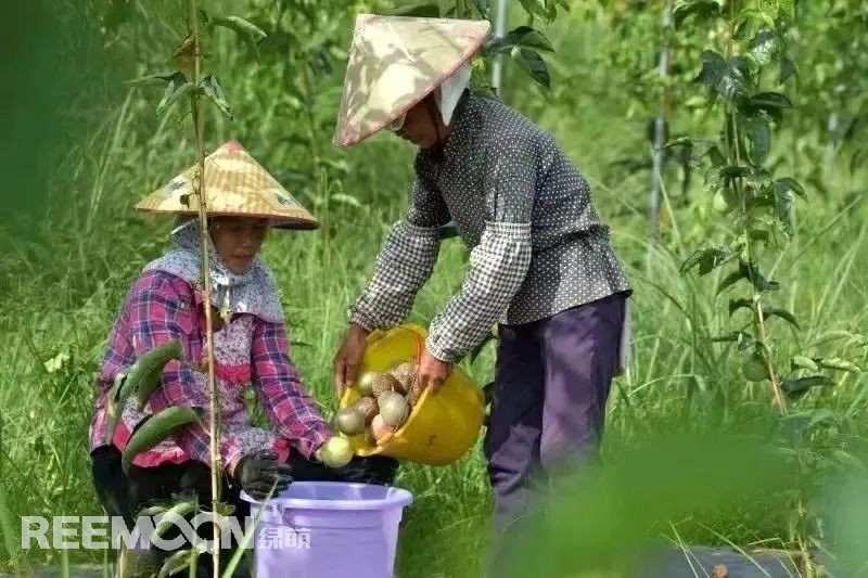 從2014年的2000畝到2022年的6.1萬畝，貴州省從江縣百香果種植面積逐步擴(kuò)大，已成為了縣主導(dǎo)產(chǎn)業(yè)，也成為了群眾致富的“金果果”。走進(jìn)從江縣農(nóng)特產(chǎn)品集散中心大數(shù)據(jù)服務(wù)中心，從跳動的百香果數(shù)據(jù)屏可以看出，從江百香果的最高批發(fā)價已經(jīng)達(dá)到19元/斤，而全國最高批發(fā)價則在15.6元/斤。想要果品在市場中取得消費者的喜愛和認(rèn)可