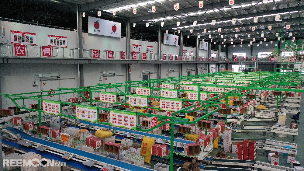 6月11日，走進洛川縣蘋果現(xiàn)代產(chǎn)業(yè)園區(qū)，在延安自然搭檔農(nóng)業(yè)發(fā)展有限公司智能分選車間，機械轟鳴，人頭攢動，幾十名工人有條不紊地在分選線上忙碌著。一個個色澤紅潤、大小勻稱的蘋果，正通過圓形硅膠托盤運上智能選果線，經(jīng)過檢測通道依次歸位，按照重量、甜度等被分成數(shù)個等級。工人們麻利地把分級后蘋果擺放至果箱內(nèi)，進行