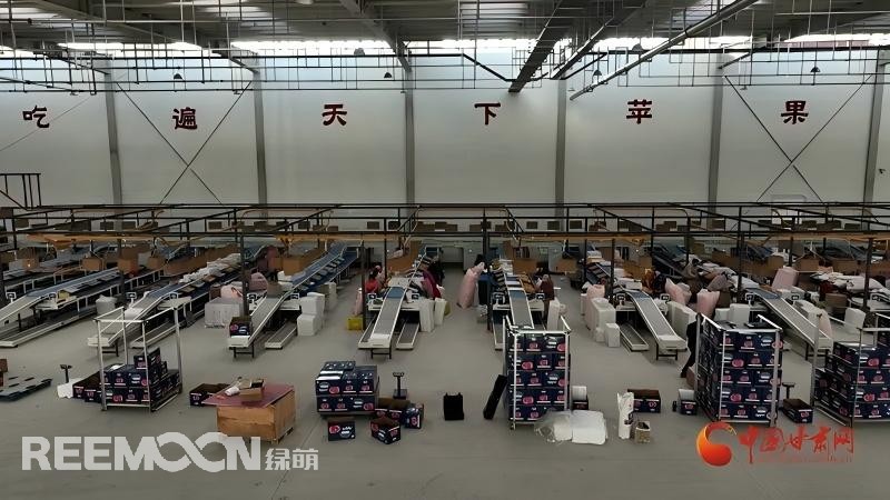 “這個綠萌‘呵福式’智能四通道一體自動化分揀包裝生產(chǎn)線剛安裝上就投入使用，高效便捷。幫我們完成對尼泊爾出口的300噸蘋果分揀包裝。”靜寧蘋果產(chǎn)地冷鏈物流園運營團隊負責人孫杰錕在剛剛建成投入使用的分選車間邊忙向記者解說?！澳壳熬头謷囬g創(chuàng)造就業(yè)崗位三百多個，其中包裝工約300人、檢果工50人、裝卸工20人，為周