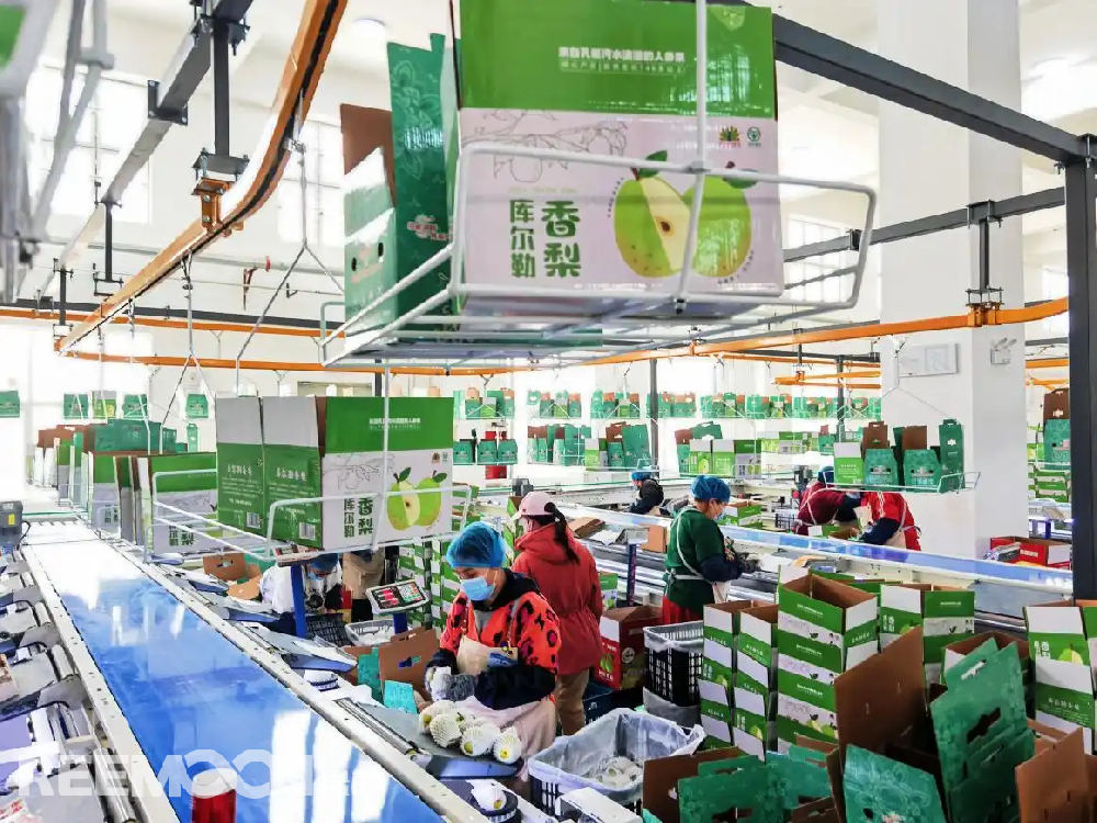 每個香梨都被放在專屬的小托盤里，從傳送帶上“走”到電腦稱重的“過道”里，被分為180克以上、160克至180克、140克至160克、120克至140克、100克至120克等各個規(guī)格，分為不同級別后，一個個香梨“躺”著被電腦指令輸送到不同的級別通道中，順著傳送帶就送到了包裝工人的手邊，他們再一個個套上保鮮紙和發(fā)泡網(wǎng)，頭頂上傳送的